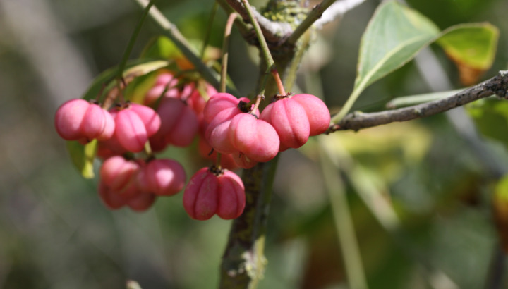 Faune, flore et paysage face au changement climatique